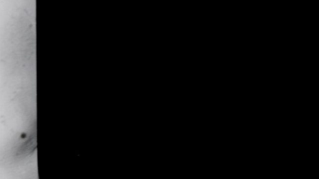 Maasdammer